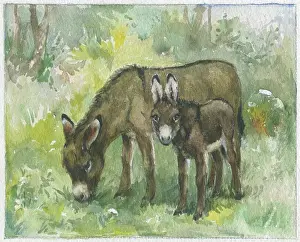 Orton: Donkey and foal in a field