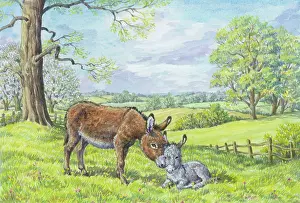 Buttercups: Donkey and Foal in a field with buttercups