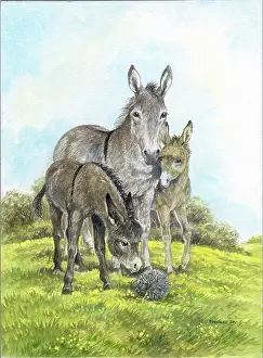 Hedgehog: Donkey with two foals