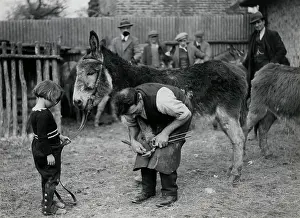 Hooves: DONKEY GETS NEW SHOES