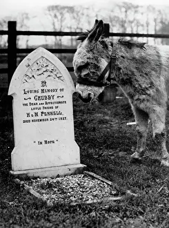 Graveyards: Donkey at grave