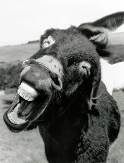 Bray: A Donkey hee haw-ing in close-up