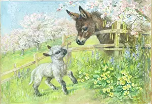 Primroses: Donkey looking over a fence at a lamb