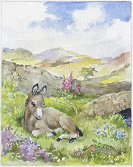 Orton: Donkey looking at a lizard