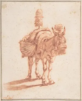 Adriaen: A Donkey, mid-17th century, Red chalk, sheet: