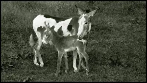 Foal: Donkey with new born foal, UK