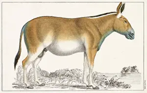 Onager: DONKEY/ONAGER 19C