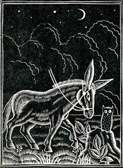 Starry: Donkey and owl at night