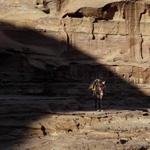 Nabatean: Donkey, Petra, Jordan