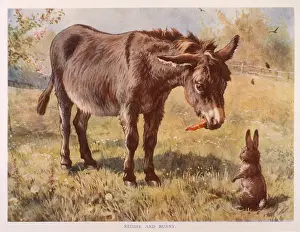 Converse: DONKEY & RABBIT 1890S