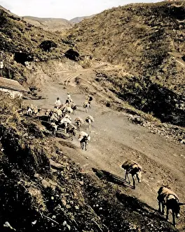 Venezuela: Donkey train, Venezuela