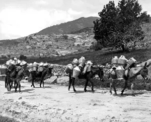 Salamanca: Donkey transport in Spain 1930
