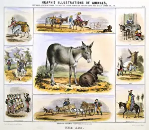 Waterhouse: The Donkey: Used for milk; As a pack animal;