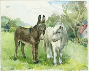 Gery: Donkey and white Shetland pony