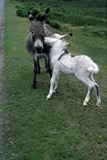 Nora: Donkey with Young