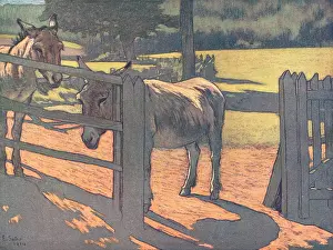 Sutro: Donkeys