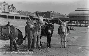 Donkeys: Donkeys at Burnham-on-Sea