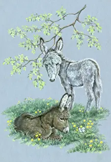 Buttercups: Two Donkeys with butterfly and buttercups