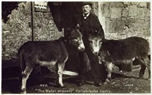 Carisbrooke: The Donkeys of Carisbrooke Castle
