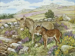 Whitaker: Donkeys on Carn Ffoi