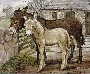 Whitaker: Two donkeys in a farmyard