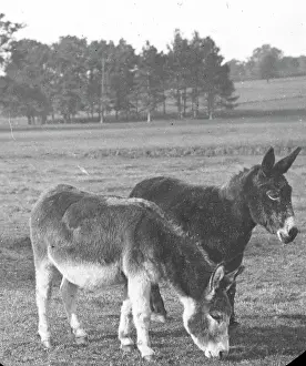 Campaigning: Two donkeys in a field