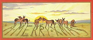 Sunbeams: Donkeys in a field on a Christmas card