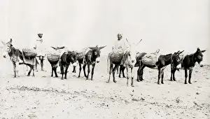 Laden: Donkeys laden with goods, on the beach Algeria