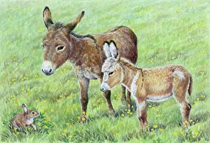 Buttercups: Two Donkeys looking at a Rabbit in a meadow