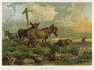 Magpies: DONKEYS/MEADOW 1862