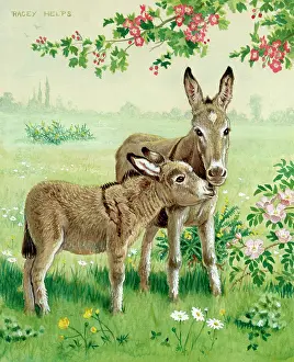 Gorse: Two Donkeys in a meadow with wild flowers