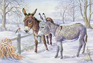Bracken: Two Donkeys and Robin on a fence in snow