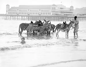 Glee: Donkeys in Sea