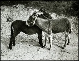 Donkeys: Donkeys, Spain