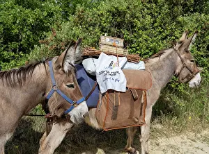 Sant: Donkeys, Trobada del Canigo, Canigo, Pyrenees-Orientales