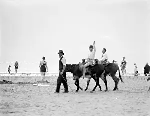 Glistening: DONKEYS AT WESTON