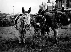 Bridles: DONKEYS WHO LUNCH