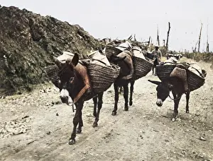 Donkeys: Donkeys in World War I