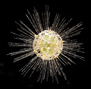 Protozoan: Dorataspis diodon, radiolarian