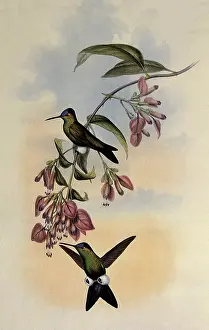 Dorbignys: D'Orbigny's Puffleg, Eriocnemis D'Orbignyi