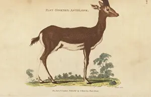 G. Kearsley: Dorcas gazelle, Gazella dorcas