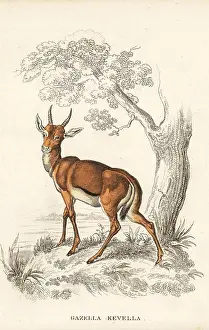 Bildersaal: Dorcas gazelle, Gazella dorcas