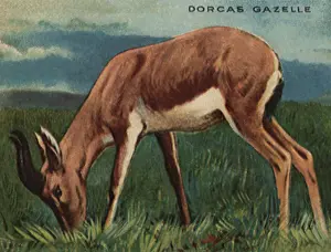 Gazelle: Dorcas Gazelle Grazing