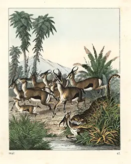 Dorcas: Dorcas gazelle running from a cheetah