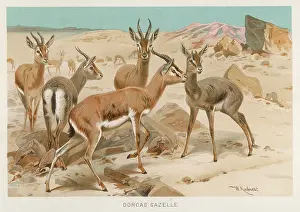 Gazelles: DORCAS GAZELLES
