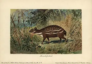 Tiere: Dorcatherium, extinct type of chevrotain mouse deer