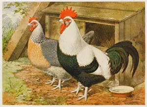 Dorking: DORKING COCK AND HEN