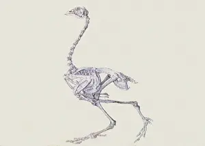 Dorking: Dorking Hen Skeleton, Lateral View... by Stubbs