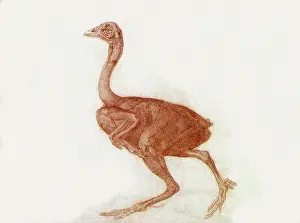 Hens: Dorking Hen, with Skin and Tissue Removed, by Stubbs