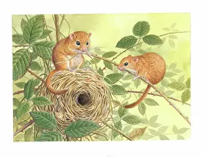 Dormice: Dormice